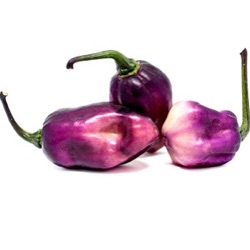 Capsicum chinense 'Pimenta Lisa'