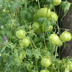 Cardiospermum halicacabum