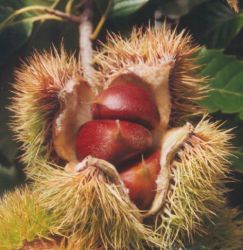 Castanea dentata