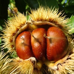 Castanea sativa (laagstam)