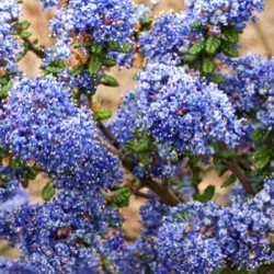 Ceanothus impressus 'Victoria'