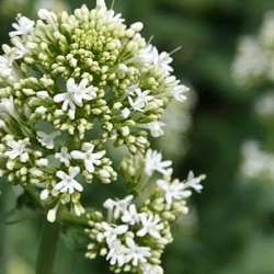 Centranthus ruber 'Albus'