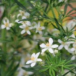 Choisya ternata 'White Dazzler'