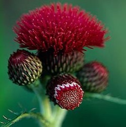 Cirsium rivulare 'Atropurpureum'