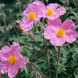 Cistus incanus subsp. tauricus (extra groot)