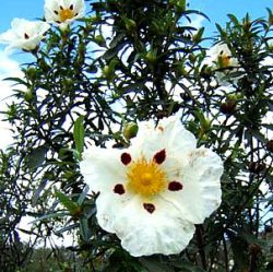 Cistus ladanifer