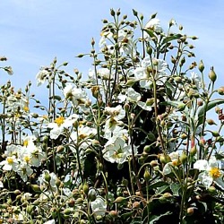 Cistus laurifolius