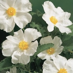 Cistus populifolius subsp. major