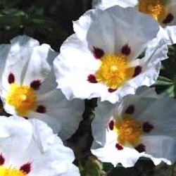 Cistus x dansereaui 'Jenkyn Place' (grote pot)