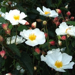 Cistus x hybridus (var. corbariensis)