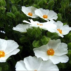 Cistus x laxus 'Snow White'