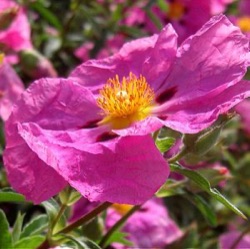 Cistus x purpureus 'Betty Taudevin'