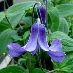 Clematis integrifolia