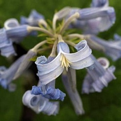 Clematis x bonstedtii 'Crépuscule'