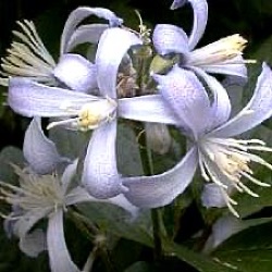 Clematis x jouiniana 'Praecox'