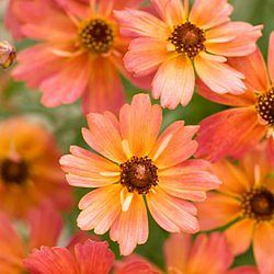 Coreopsis 'Limerock Dream' ®