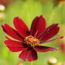 Coreopsis 'Red Satin' ®