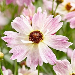 Coreopsis rosea 'Bloomsation Chameleon' ®