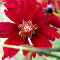 Coreopsis verticillata 'Limerock Ruby' ®