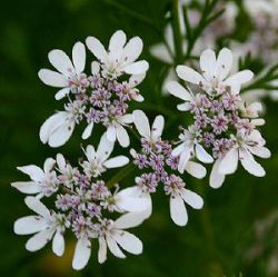Coriandrum sativum