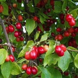 Cornus mas 'Podolski'