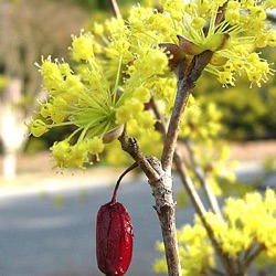 Cornus officinalis