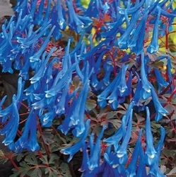 Corydalis curviflora var. rosthornii 'Blue Heron'