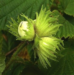 Corylus avellana 'Nottingham Frühe' ('Fertile de Nottingham')