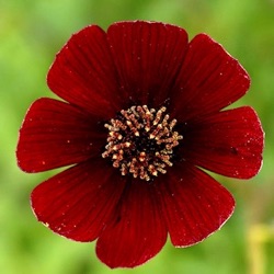Cosmos atrosanguineus 'Dark Secret' ®