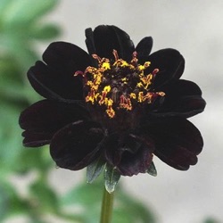 Cosmos atrosanguineus 'Eclipse' ® ('Hamcoec')