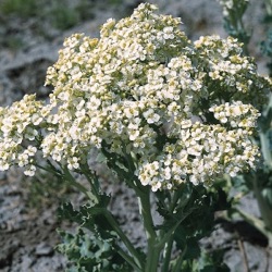Crambe maritima 'Lilywhite'
