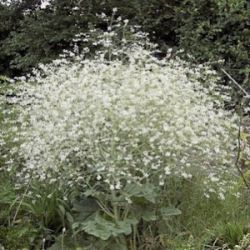 Crambe orientalis 'Morning Snow'