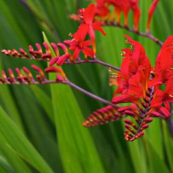 Crocosmia 'Lucifer'