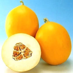 Cucumis melo 'Glorious' F1 