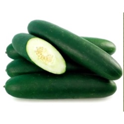 Cucumis sativus 'Vantage' F1