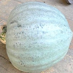 Cucurbita maxima 'Baby Blue'
