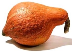 Cucurbita maxima 'Golden Hubbard'