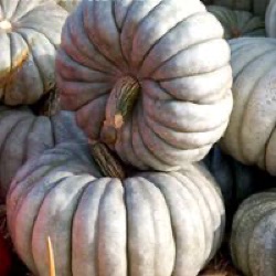 Cucurbita maxima 'Jarrahdale'