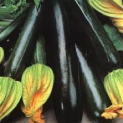 Cucurbita pepo 'Black Beauty'