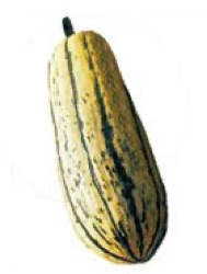 Cucurbita pepo 'Delicata' ('Sweet Potato')