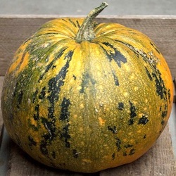 Cucurbita pepo 'Kakai'