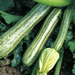 Cucurbita pepo 'Striato d'Italia'