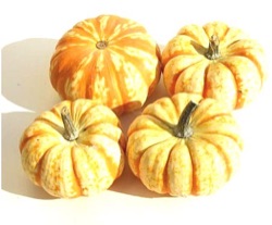 Cucurbita pepo 'Sweet Lightning'
