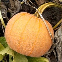 Cucurbita pepo 'Winter Luxury'