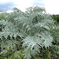 Cynara cardunculus var. scolymus 'Gros Vert de Laon' 