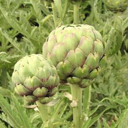 Cynara cardunculus var. scolymus 'Tavor'