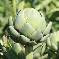 Cynara scolymus 'Imperial Star'