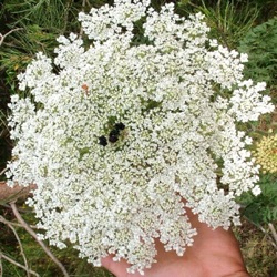 Daucus carota subsp. maximus (XXL)