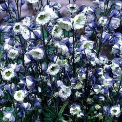 Delphinium elatum 'La Boheme'