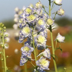 Delphinium 'Moonlight' ® (Highlander™) 